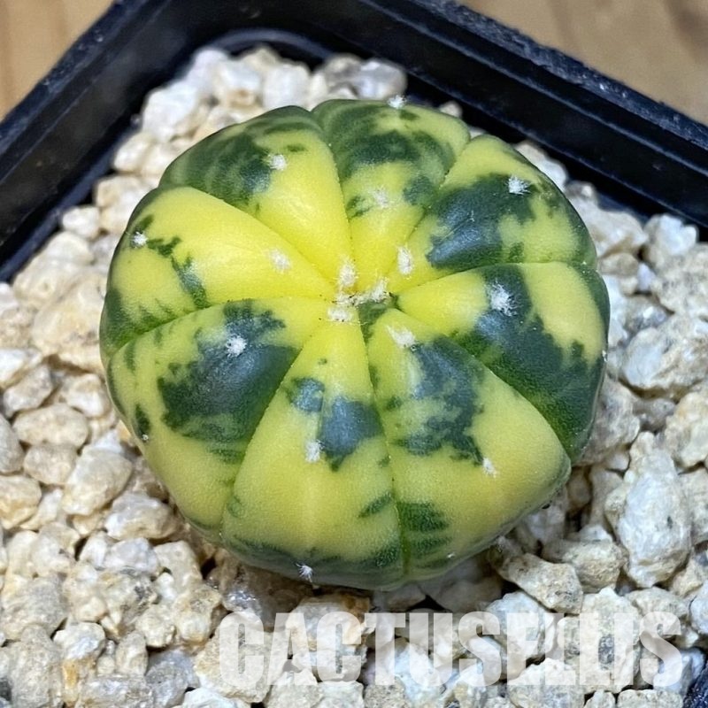 SH29918 Astrophytum asterias f. variegata