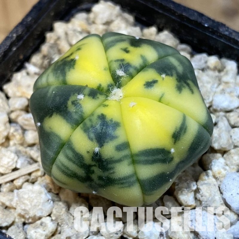 SH29919 Astrophytum asterias f. variegata, 6-ribs