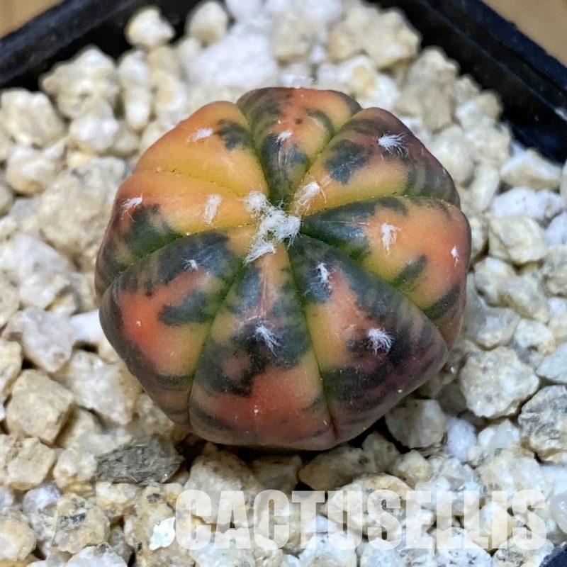 SH29922 Astrophytum asterias ‘Red Purple Skin’ f. variegata