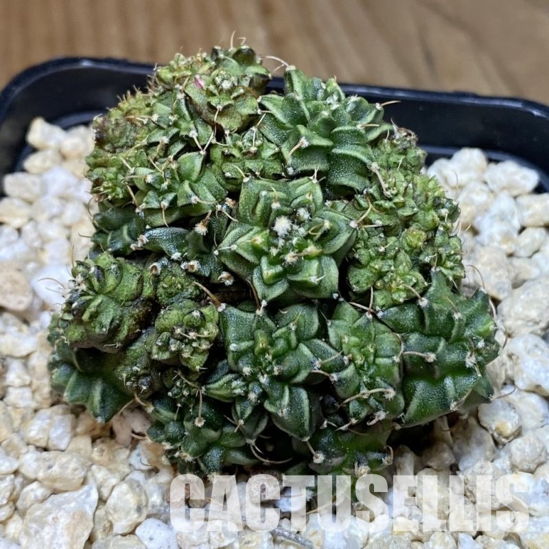 SH29900 Gymnocalycium mihanovichii ‘Green Crocodile’