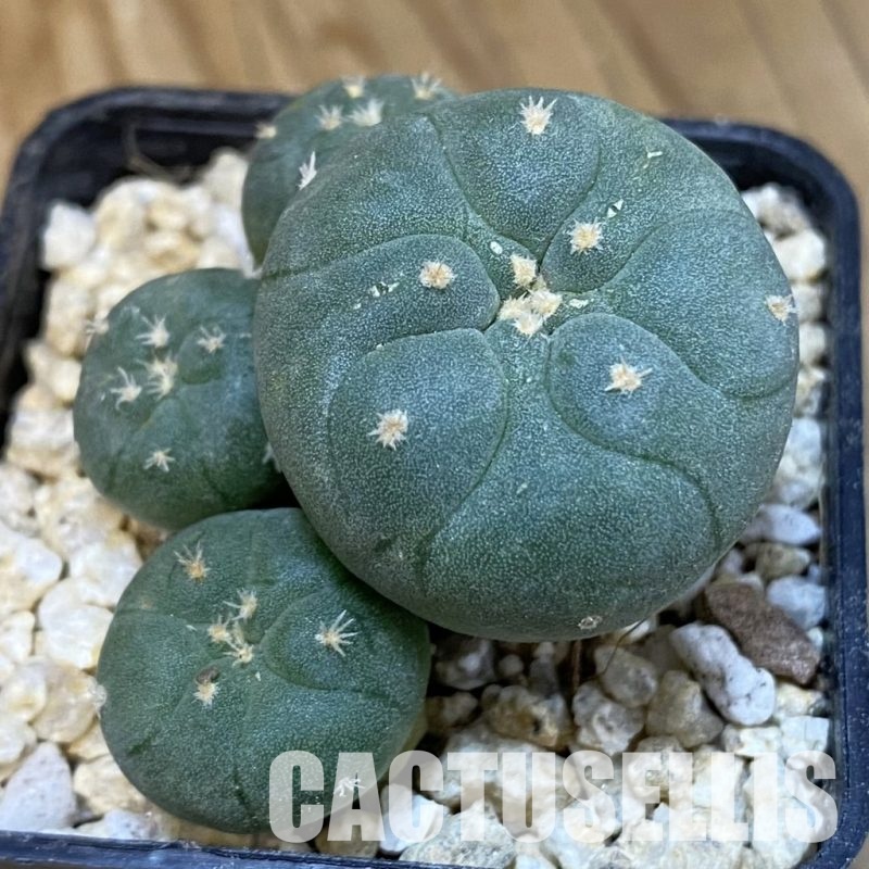 SH29925 Anhalonium jordaniana, seedling, own roots