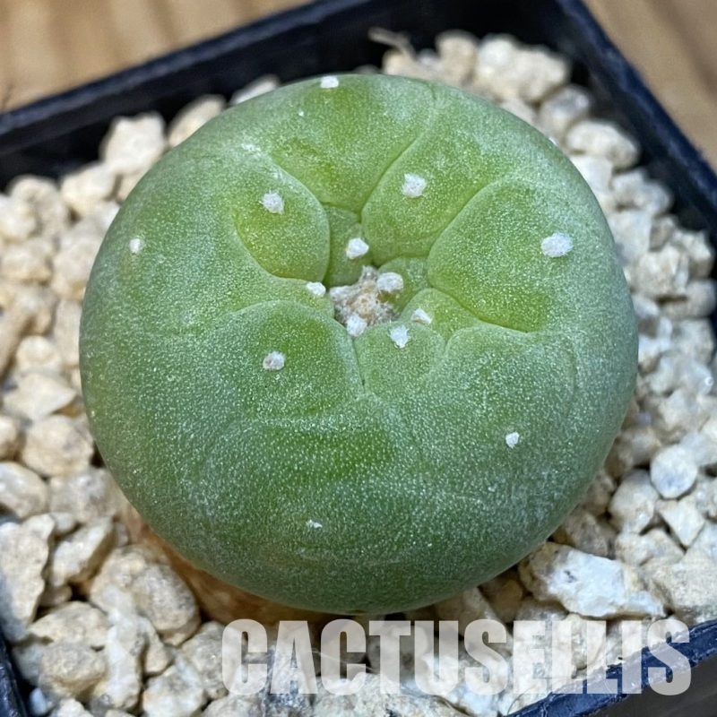 SH29927 Anhalonium frichii v. albiflora