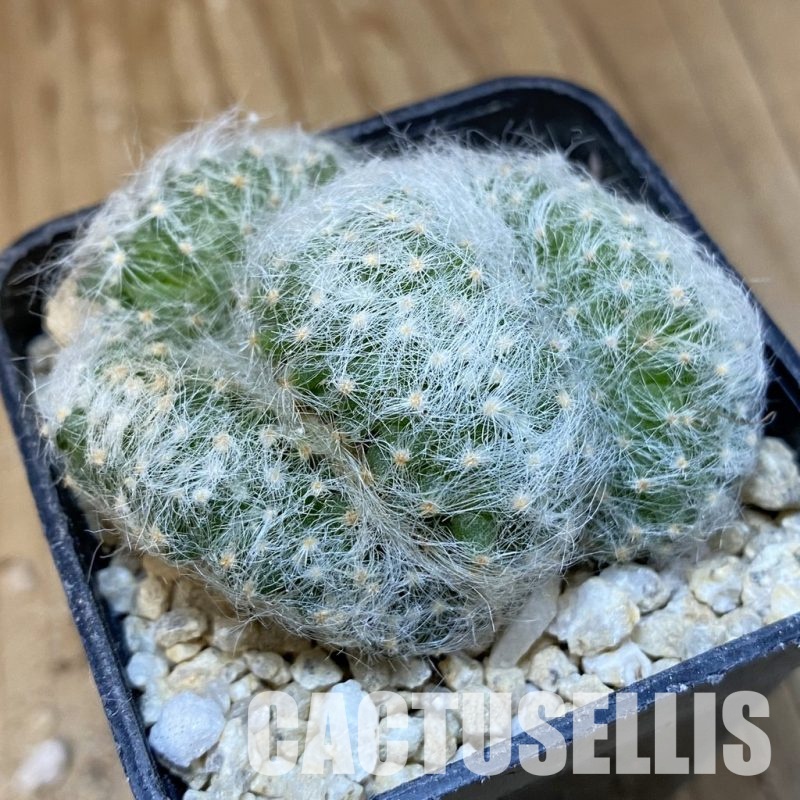 SH29928 Mammillaria baumii f. cristata