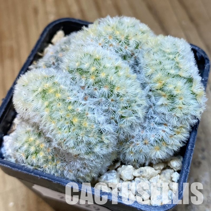 SH29929 Mammillaria carmenae f. cristata