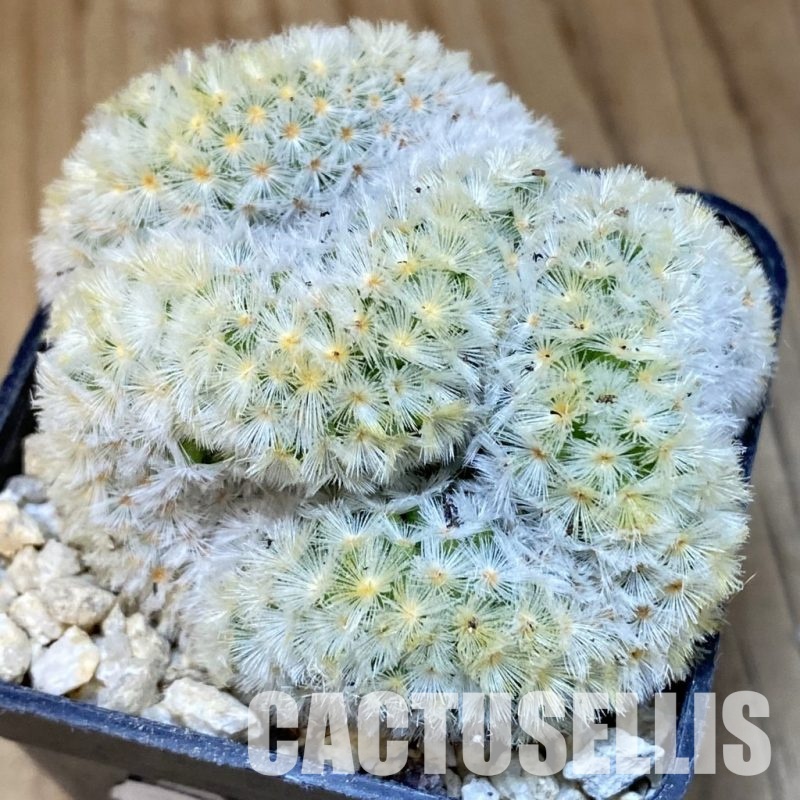 SH30034 Mammillaria carmenae f. cristata