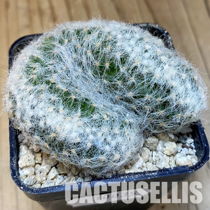 SH30035 Mammillaria baumii f. cristata