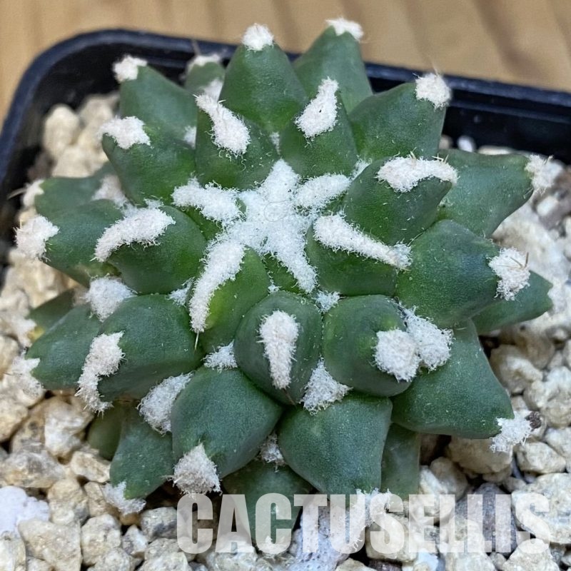 SH30037 Mammillaria bucareliensis ‘Erusamu’ f. pectinatus