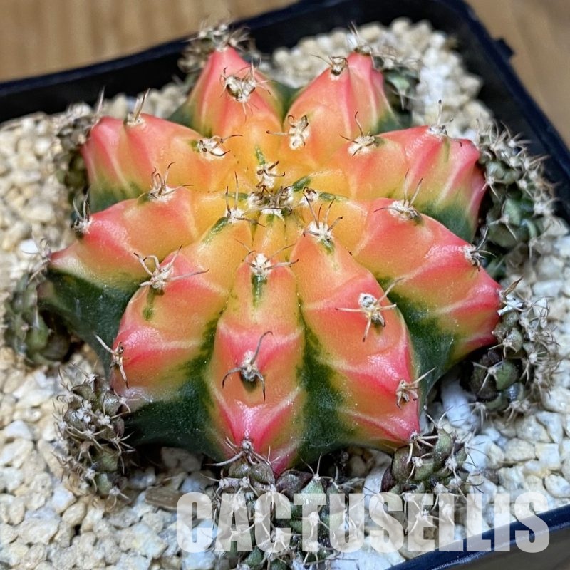 SH30005 Gymnocalycium mihanovichii 'Red Chilli'