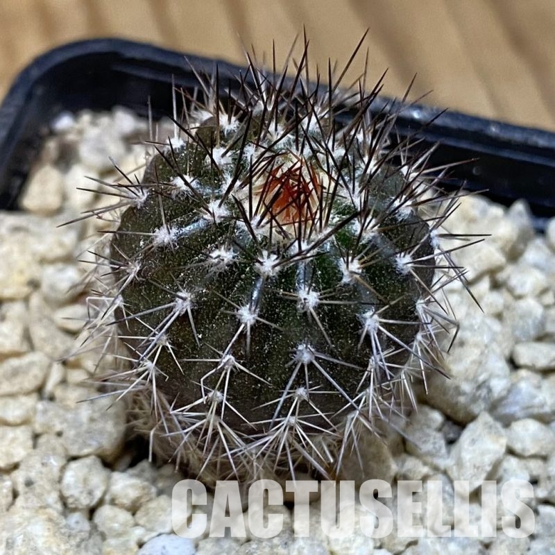 SH30038 Uebelmannia pectinifera, seedling