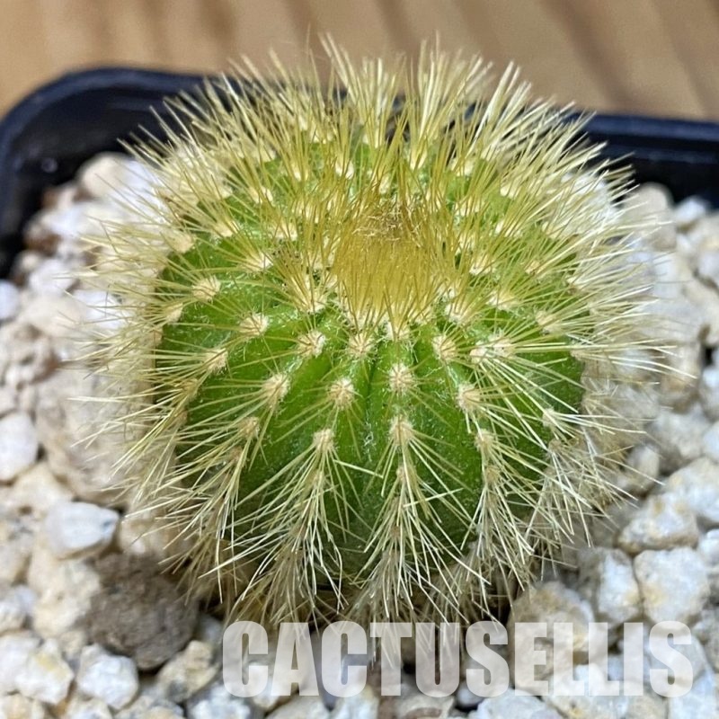 SH30039 Uebelmannia eriocactoides