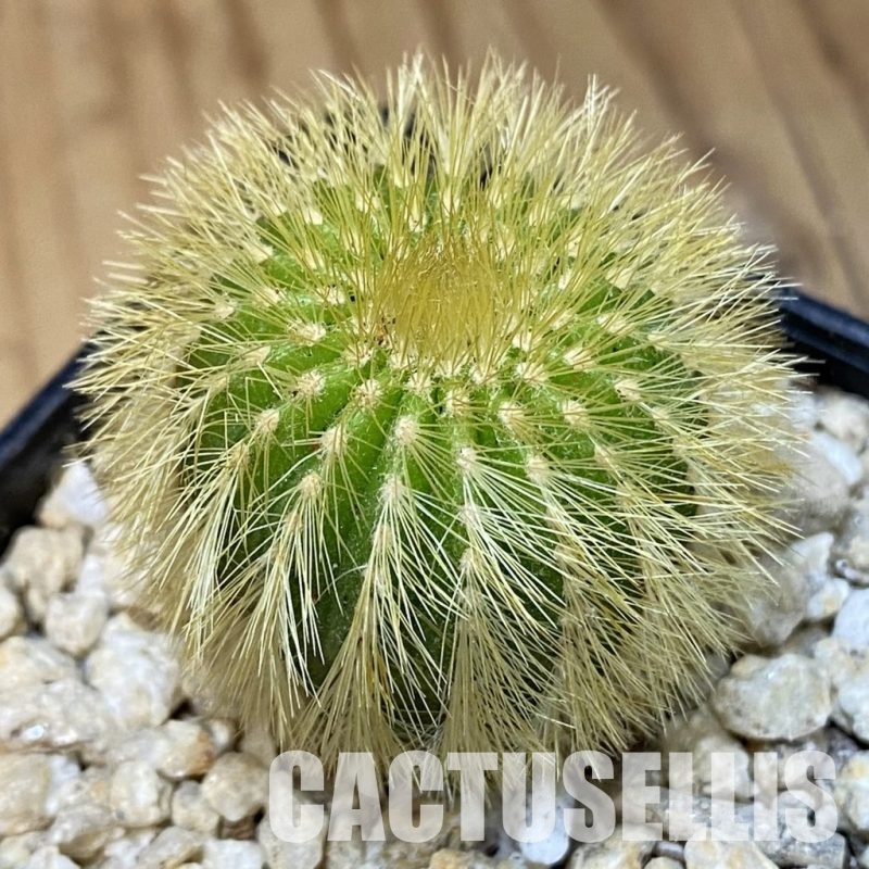 SH30040 Uebelmannia eriocactoides