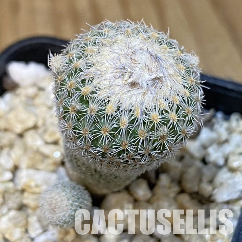 SH30041 Epithelantha micromeris v. polycephala