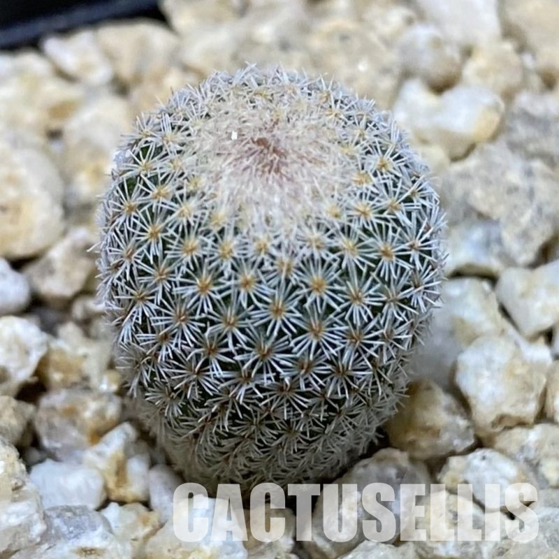 SH30042 Epithelantha micromeris v. polycephala