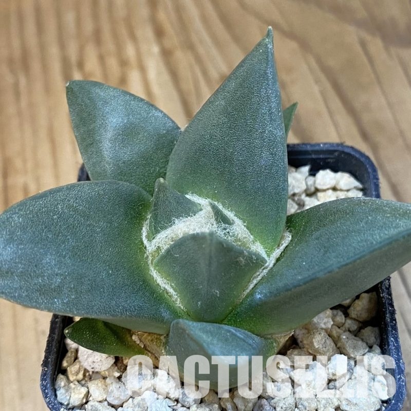 SH30043 Ariocarpus retusus, own roots seedling