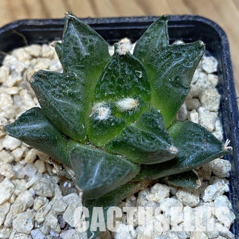 SH30045 Ariocarpus fissuratus v. hintonii hybrid, own roots seedling