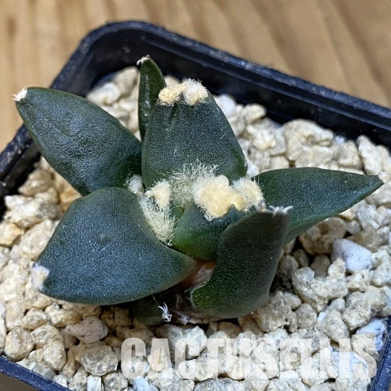 SH30046 Ariocarpus retusus ‘Three Finger’, own roots seedling