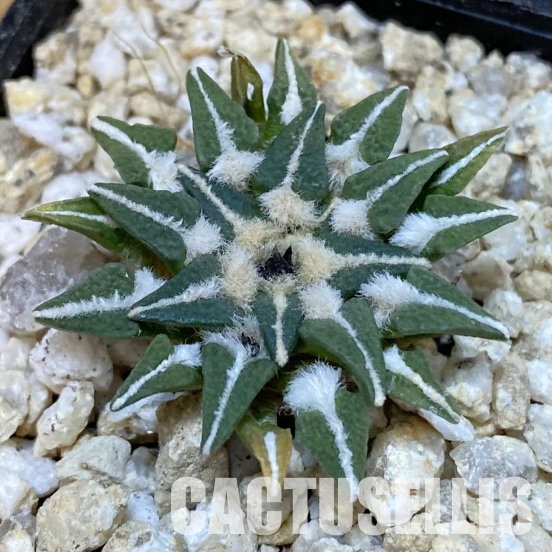 SH30047 Ariocarpus kotschoubeyanus v. macdowellii, own roots seedling