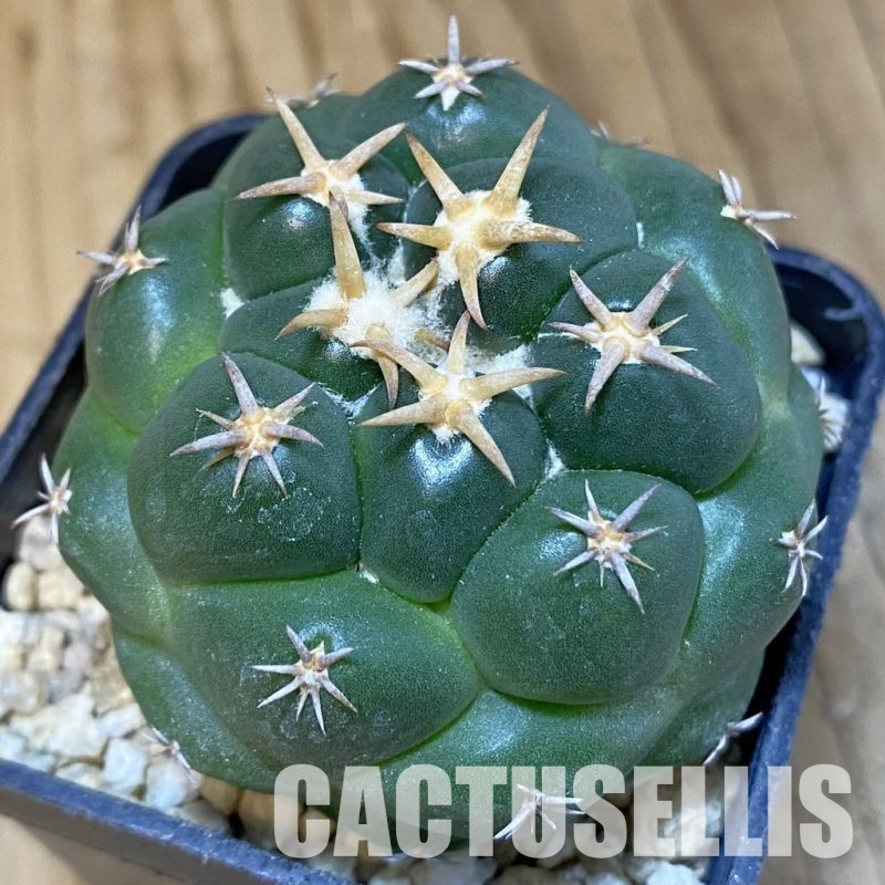 SH30048 Coryphantha elephantidens ‘Tanshi’