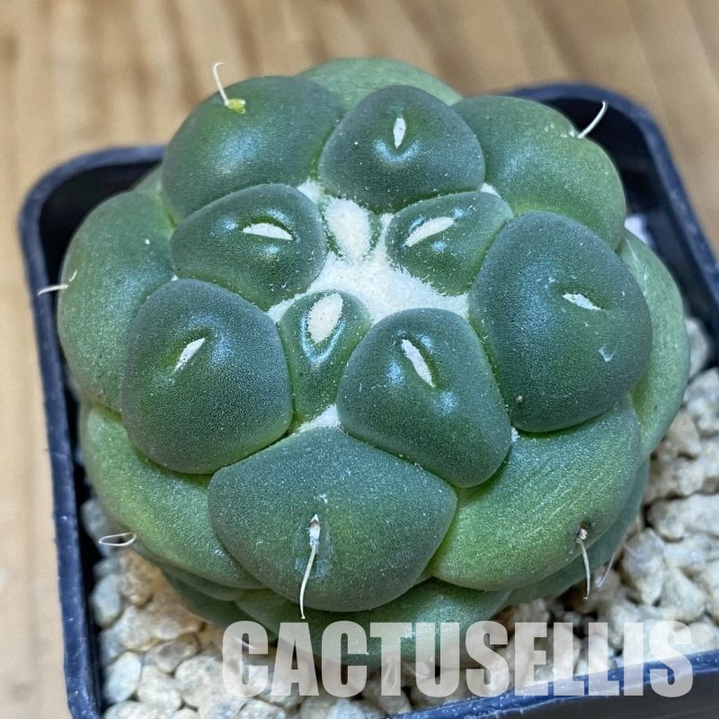 SH30049 Coryphantha elephantidens ‘inermis’