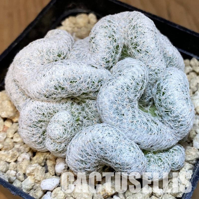 SH30002 Mammillaria herrerae f. cristata