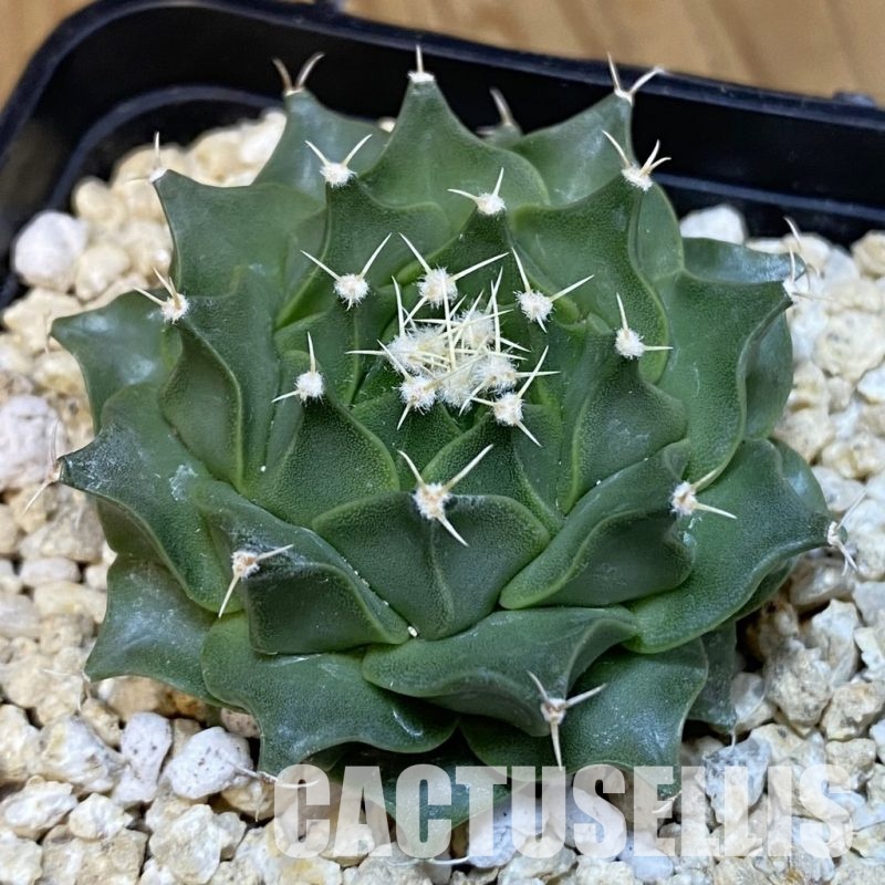 SH30008 Obregonia denegrii