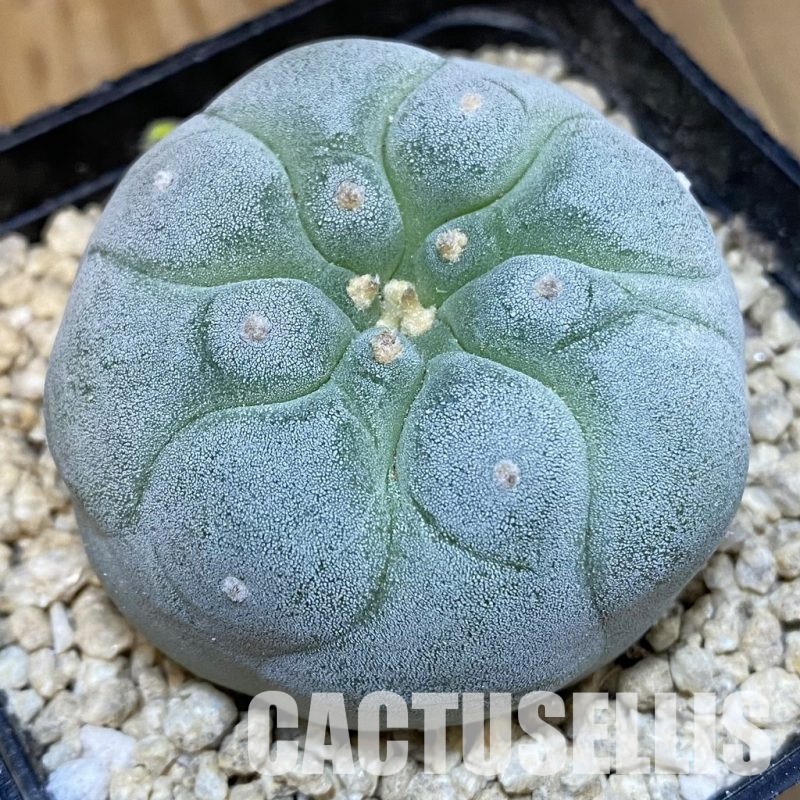 SH30009 Anhalonium frichii ‘Yatagai’, seedling, own roots