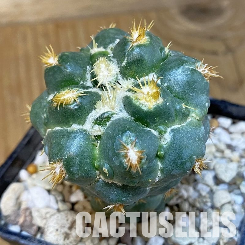 SH30010 Coryphantha bumamma f. monstrosa