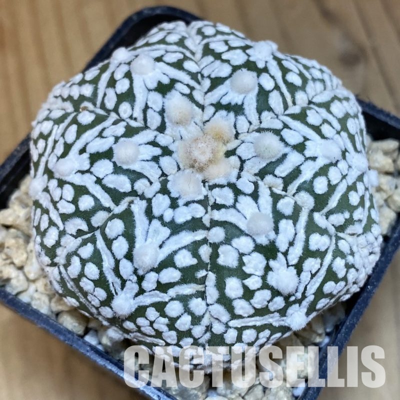 SH30012 Astrophytum asterias ‘Super Kabuto’ V-type