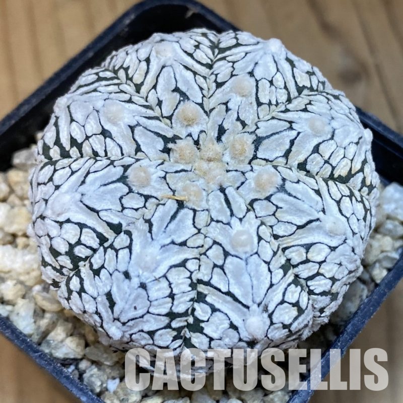 SH30013 Astrophytum asterias ‘Super Kabuto’ V-type