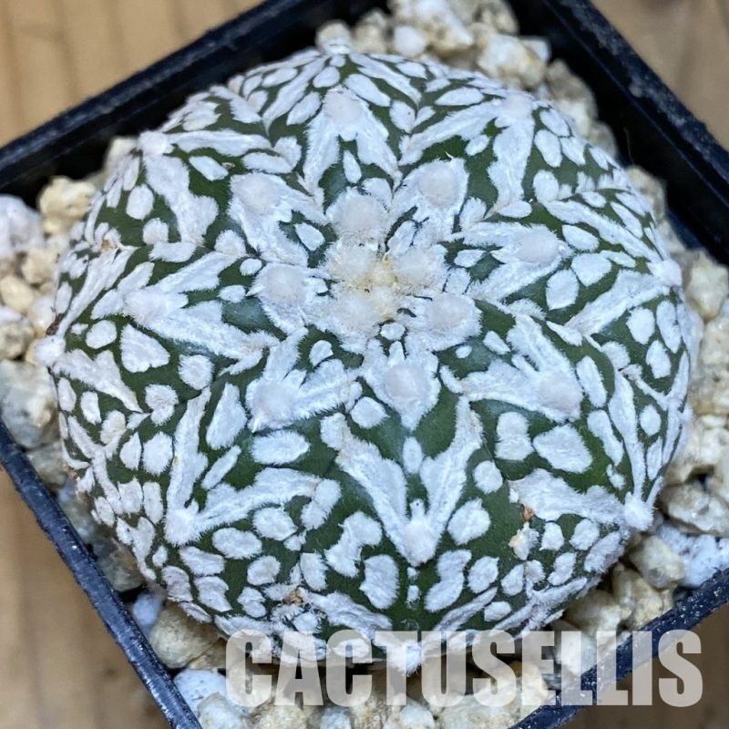 SH30014 Astrophytum asterias ‘Super Kabuto’ V-type