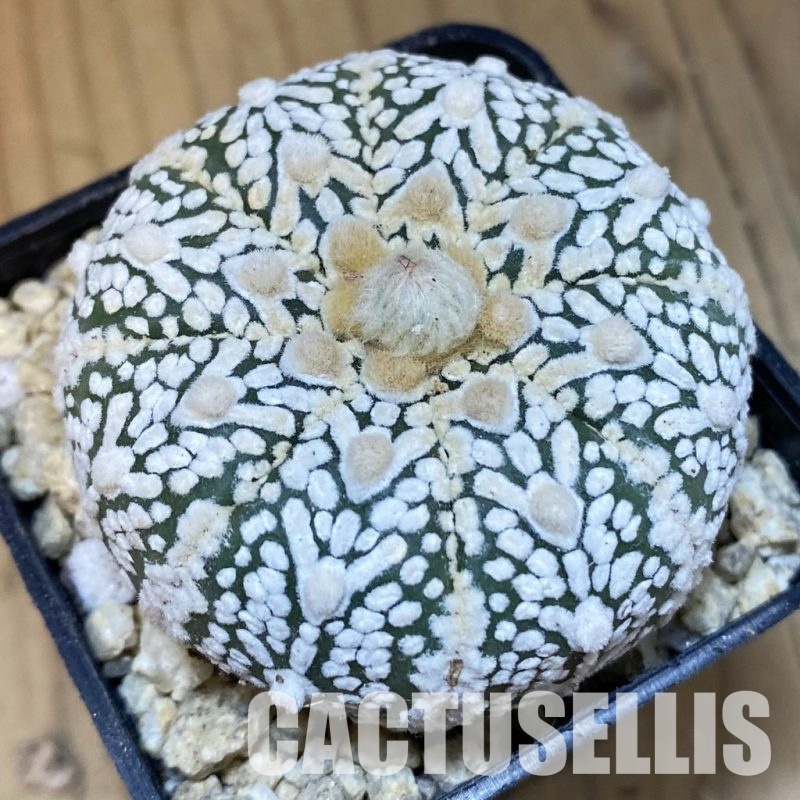 SH30015 Astrophytum asterias ‘Super Kabuto’ V-type