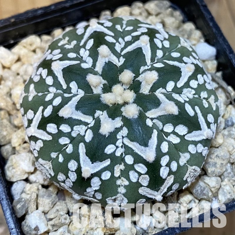 SH30017 Astrophytum asterias ‘Super Kabuto’ V-type f. nudum
