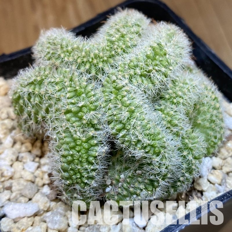 SH30003 Mammillaria spinosissima rubrispina f. cristata
