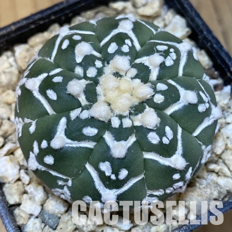 SH30018 Astrophytum asterias ‘Super Kabuto’ V-type f. nudum