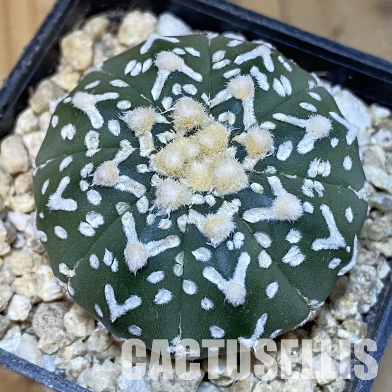 SH30019 Astrophytum asterias ‘Super Kabuto’ V-type f. nudum