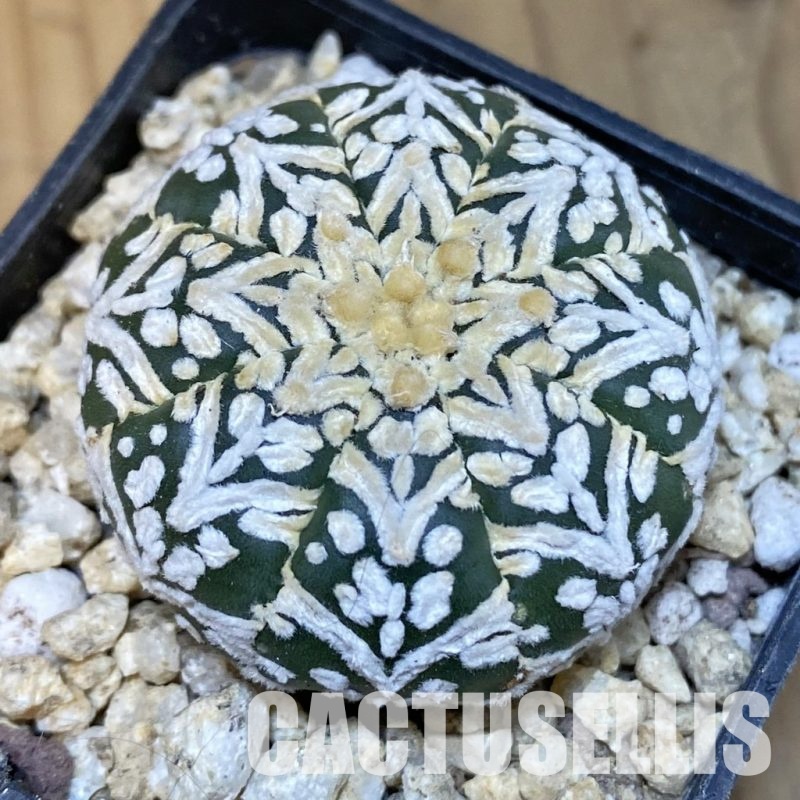 SH30020 Astrophytum asterias ‘Super Kabuto’ V-type f. nudum