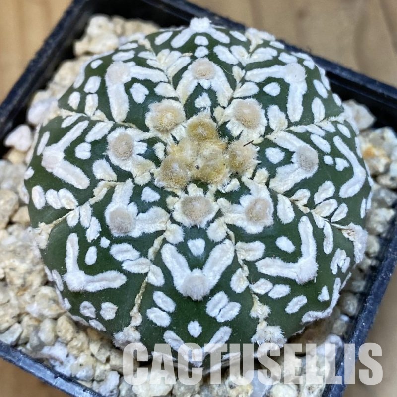 SH30021 Astrophytum asterias ‘Super Kabuto’ V-type f. nudum