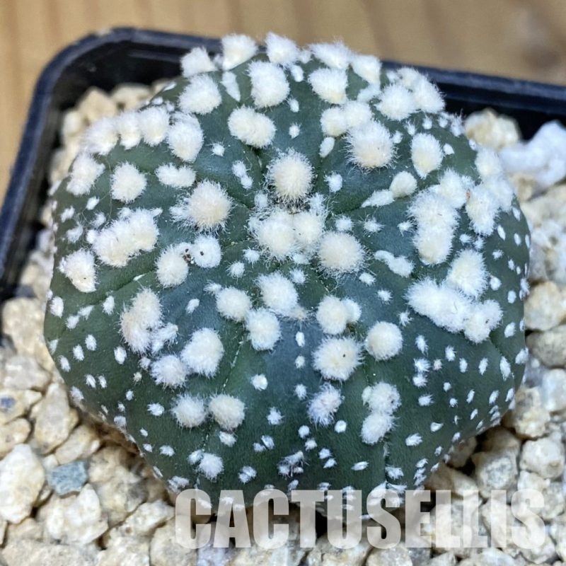 SH30025 Astrophytum asterias ‘Hanazono’ ‘Star Shape’