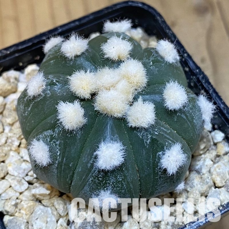 SH30026 Astrophytum asterias ‘Ooibo’