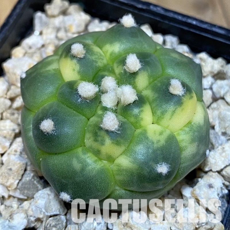 SH30027 Astrophytum asterias ‘Kikko’ f. variegata