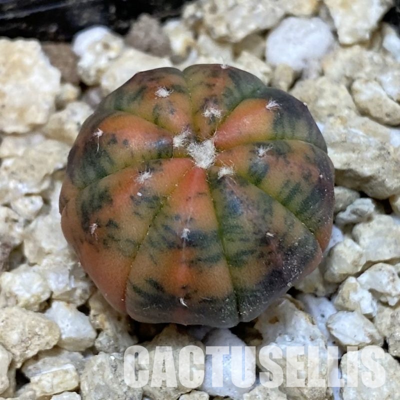 SH30029 Astrophytum asterias ‘Red Purple Skin’ f. variegata