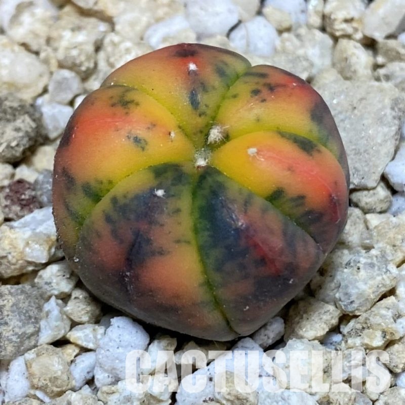 SH30030 Astrophytum asterias ‘Red Purple Skin’ f. variegata