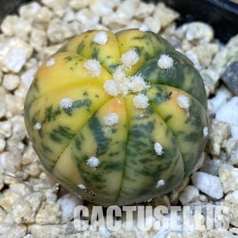 SH30031 Astrophytum asterias ‘Red Purple Skin’ ‘Ooibo’ f. variegata