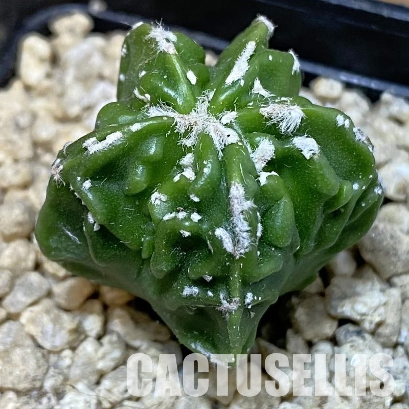 SH30032 Astrophytum myriostigma ‘Fukuryu’