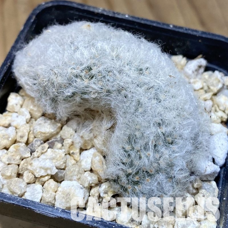 SH30170 Mammillaria albicoma f. cristata