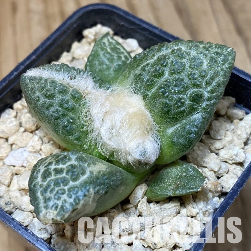 SH30140 Ariocarpus fissuratus ‘Godzilla’ hybrid , own roots seedling