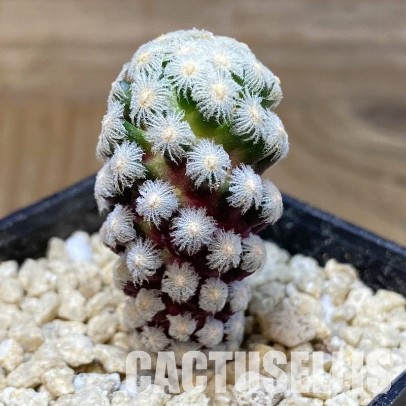 SH30172 Mammillaria theresae