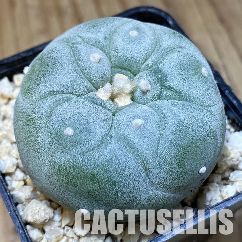 SH30174 Anhalonium frichii ‘Yatagai’, seedling, own roots