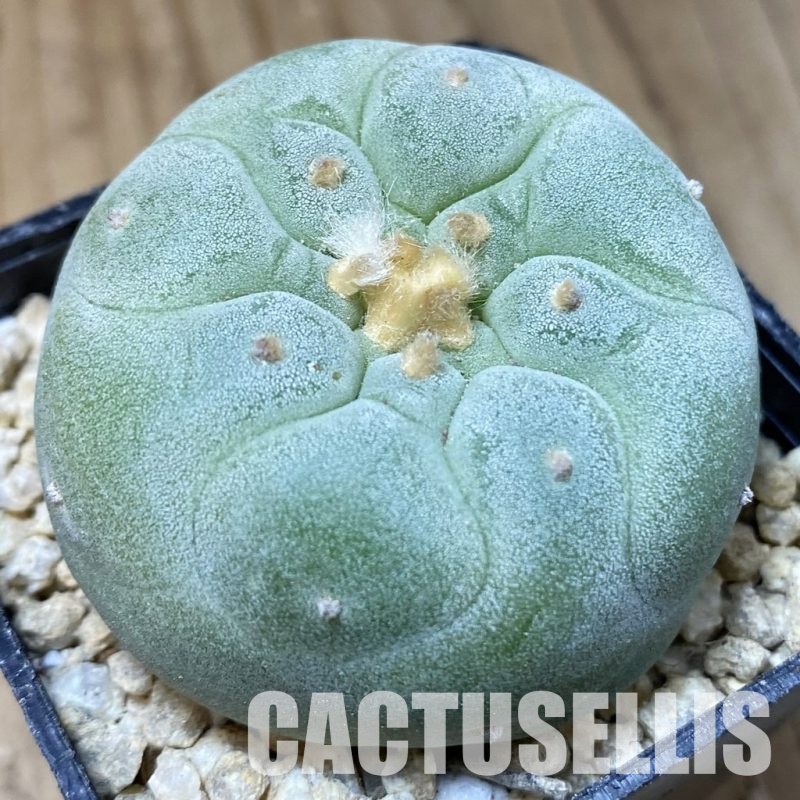 SH30175 Anhalonium frichii ‘Yatagai’, seedling, own roots