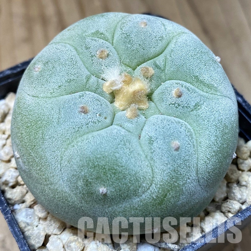 SH30175 Anhalonium frichii ‘Yatagai’, seedling, own roots